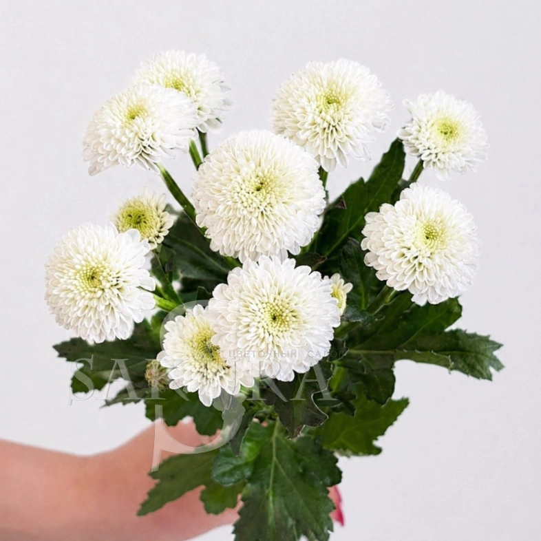 Хризантема сантини &laquo;Байкал&raquo;