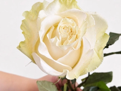 Роза «Мондиаль» 50 см