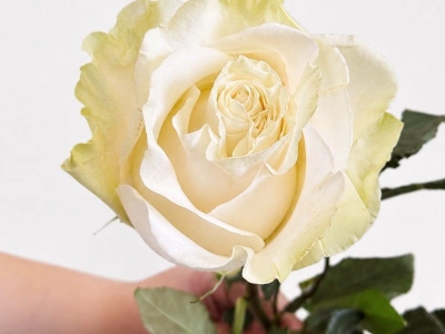 Роза «Мондиаль» 70 см